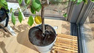 schwarze Katze liegt im Blumentopf eines Zitronenbaums